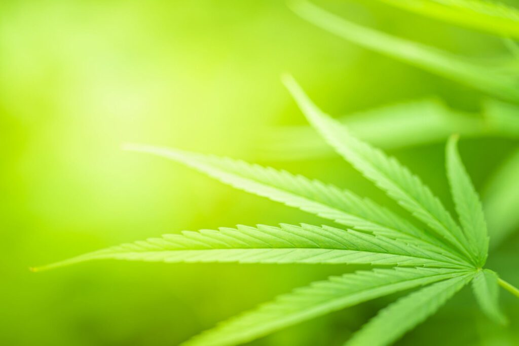 cannabis