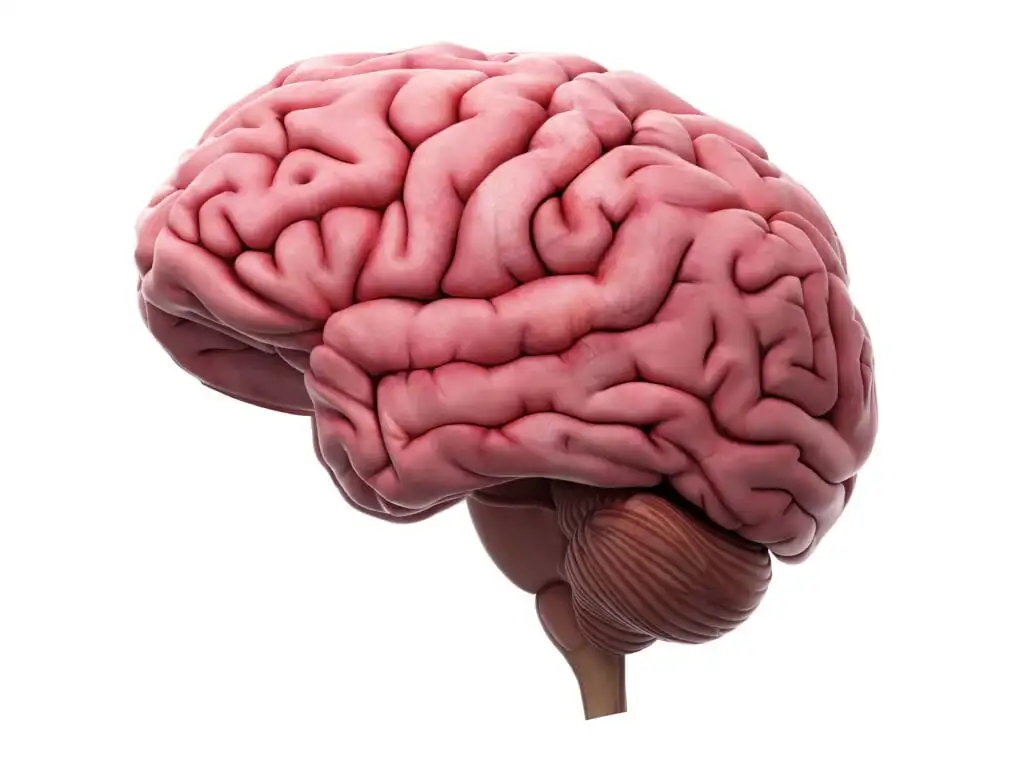 Things You Didn't Know About the Brain - Premier Neurology & Wellness Center