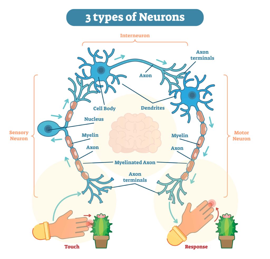 types of nerves