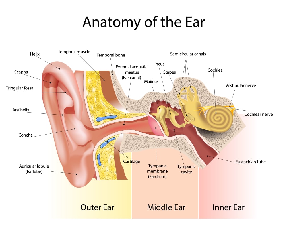 Ear diagram