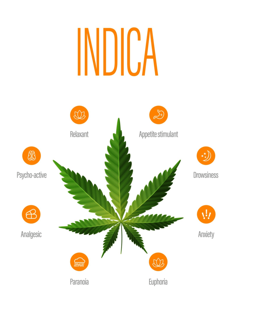 indica plant