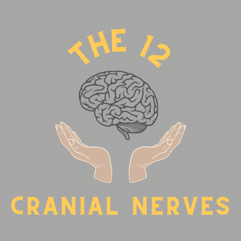 The 12 cranial nerves