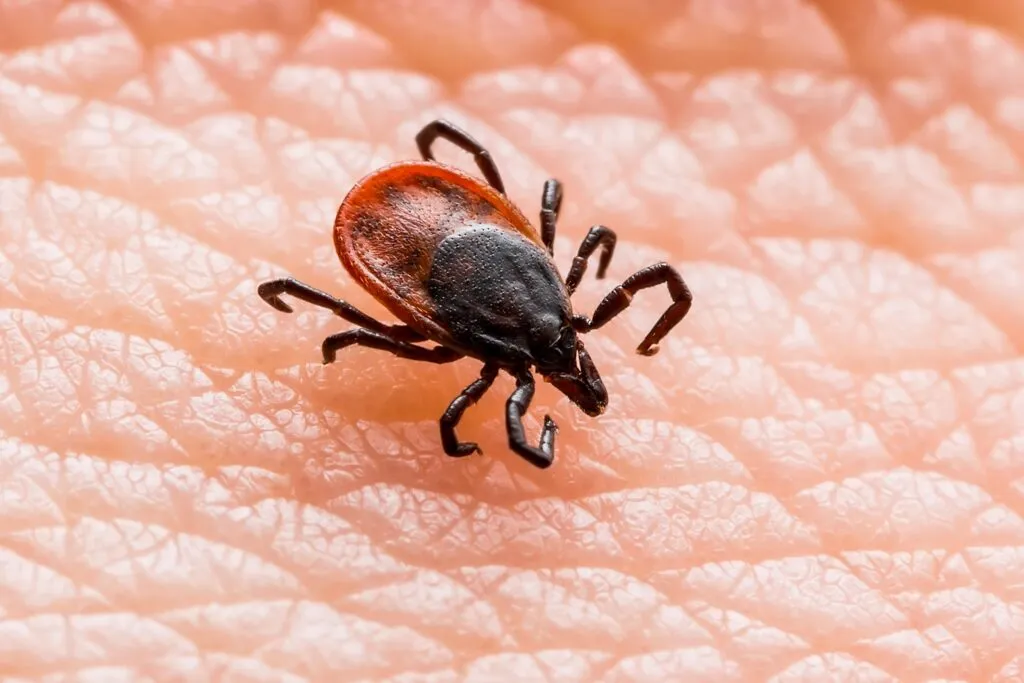 Lyme Disease Mimics MS Symptoms