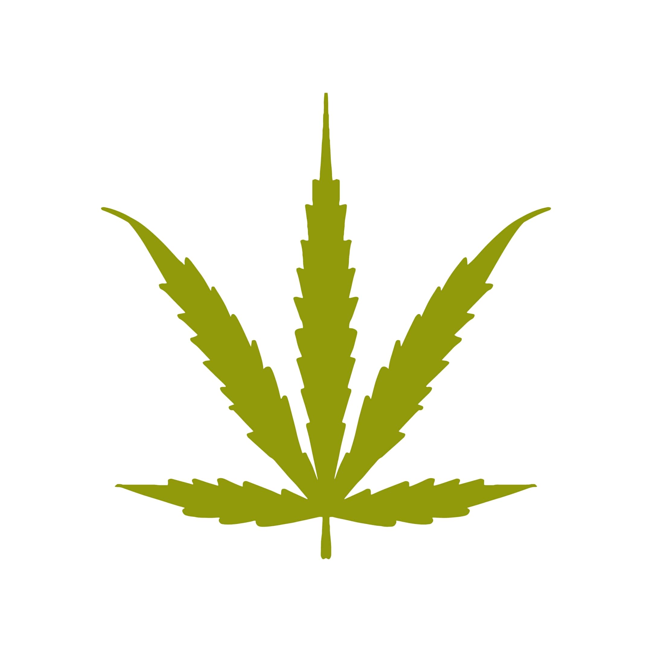 cannabis ruderalis leaf