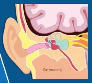 graphic of ear anatomy