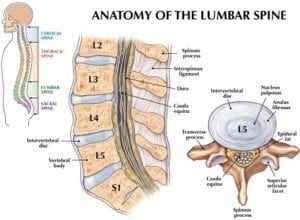 Graphic of the Lumbar Spine