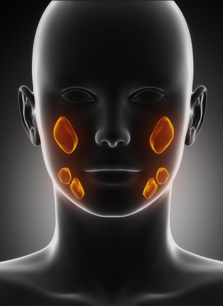 orange salivary glands on black outline of face