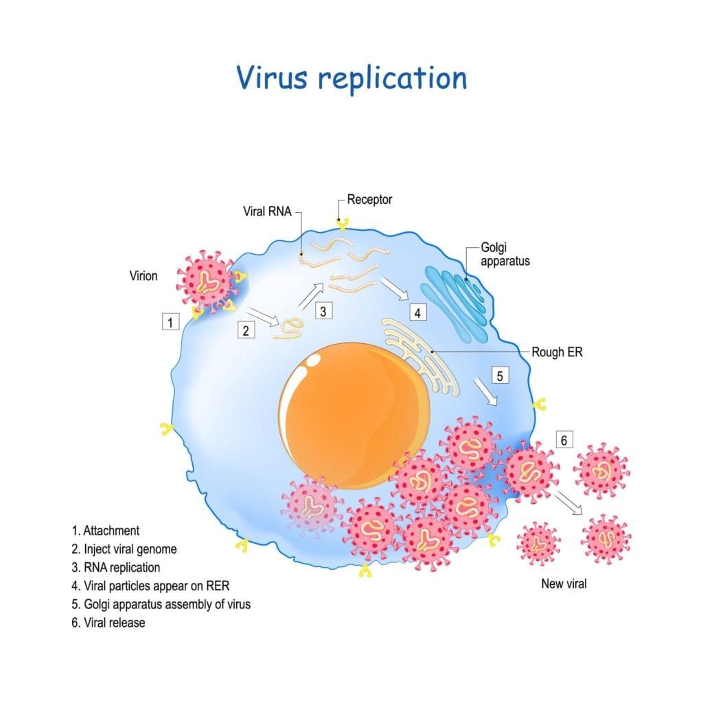 virus replication of covid-19