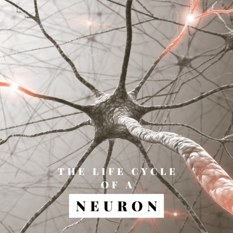 The Life Cycle of a neuron