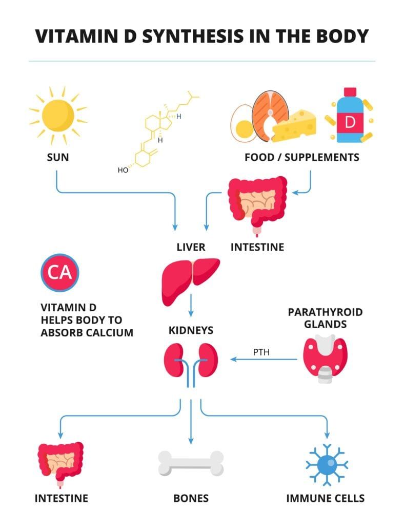 vitamin D synthesis in the body