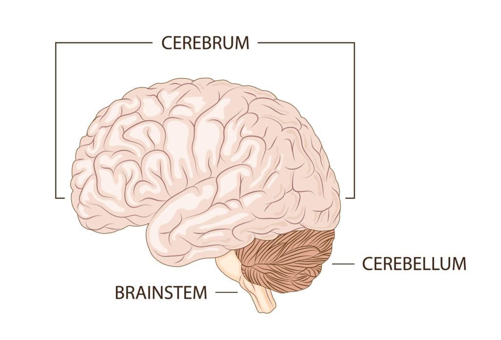 cerebrum, cerebellum, and brain stem