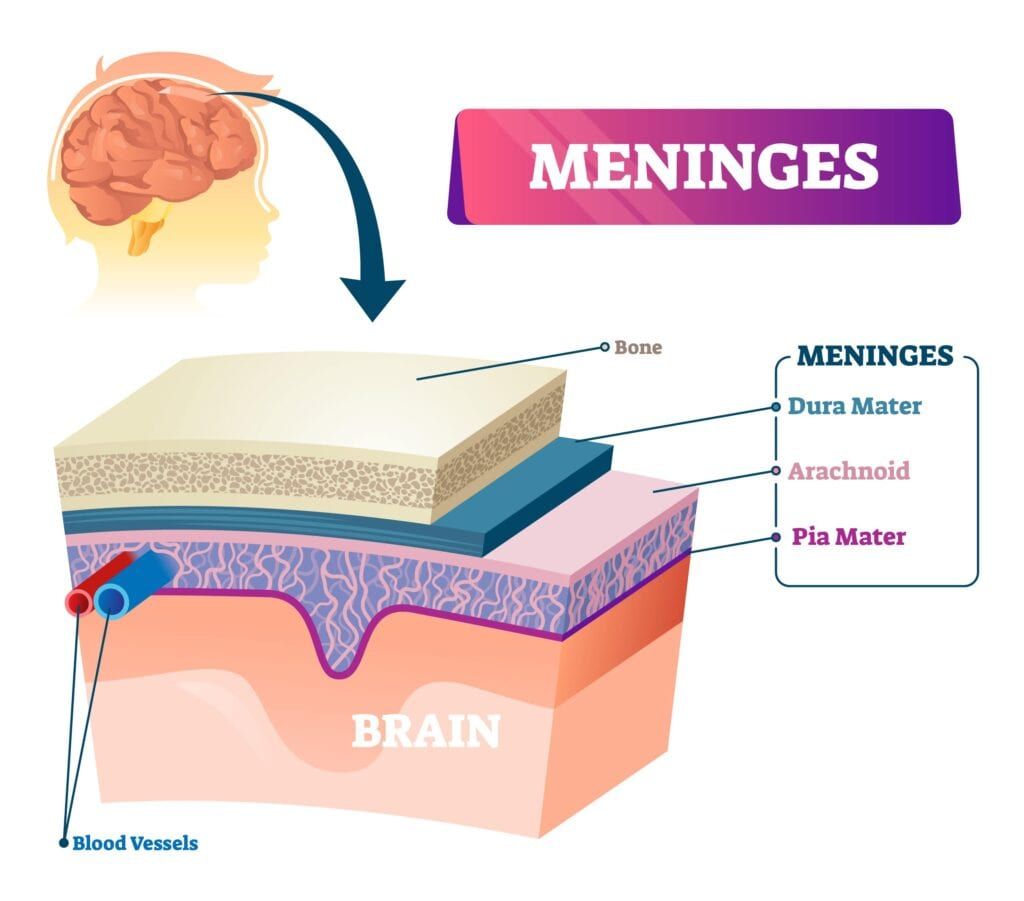 meninges shown over brain