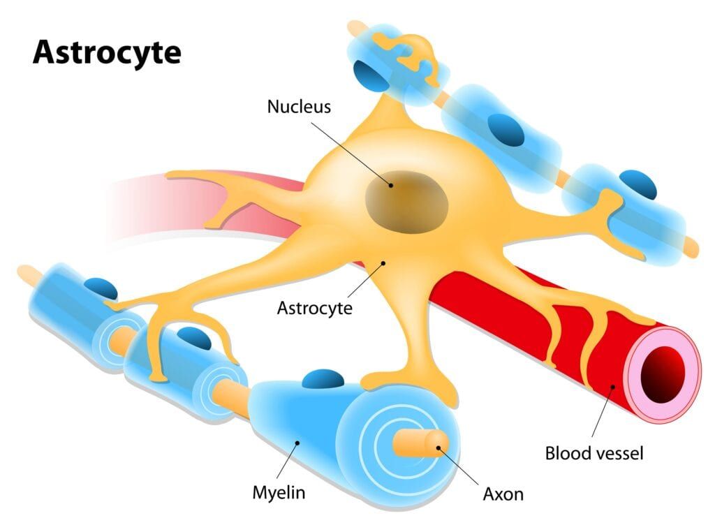 astrocyte cell