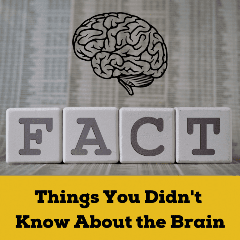 Things You Didn't Know About the Brain