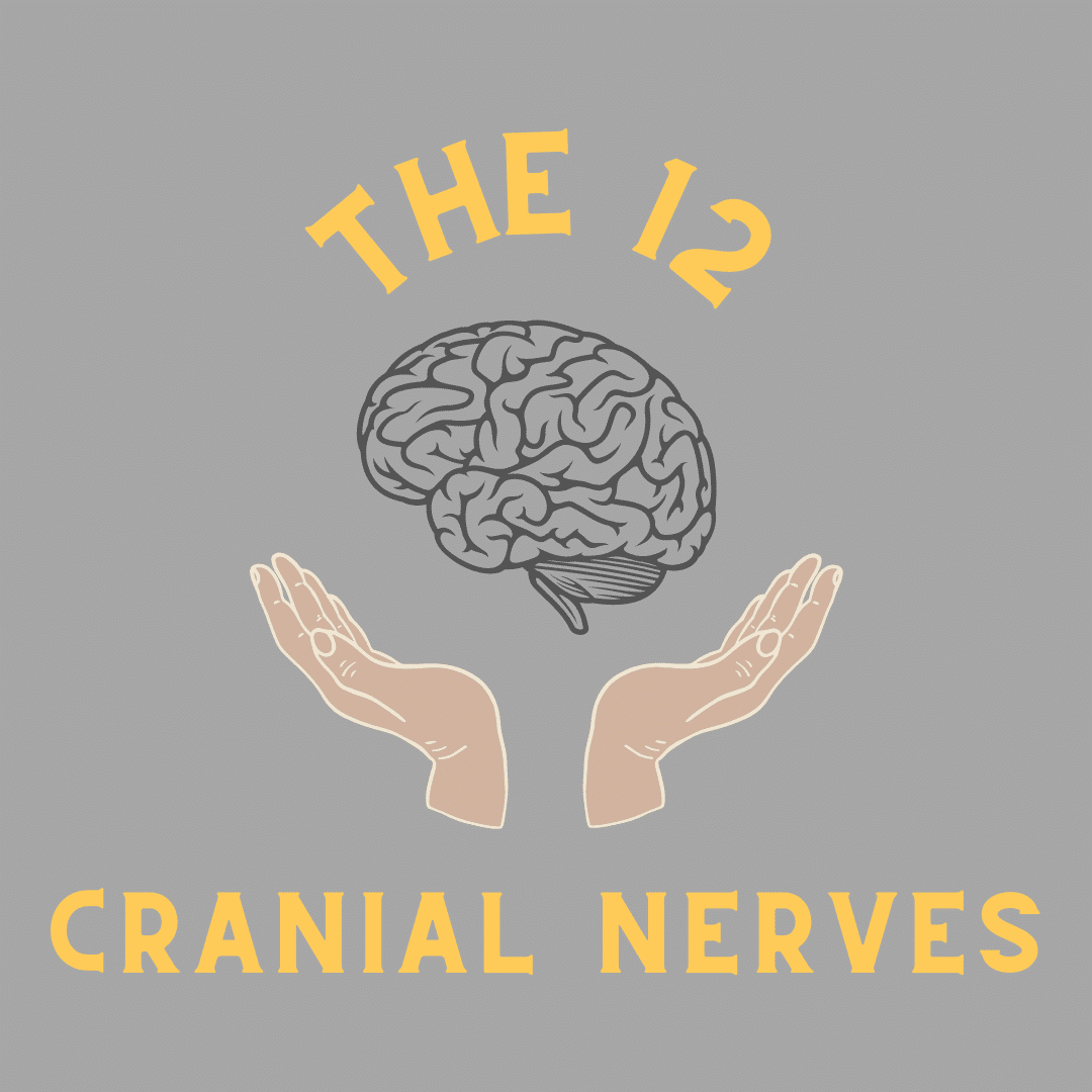 The 12 cranial nerves