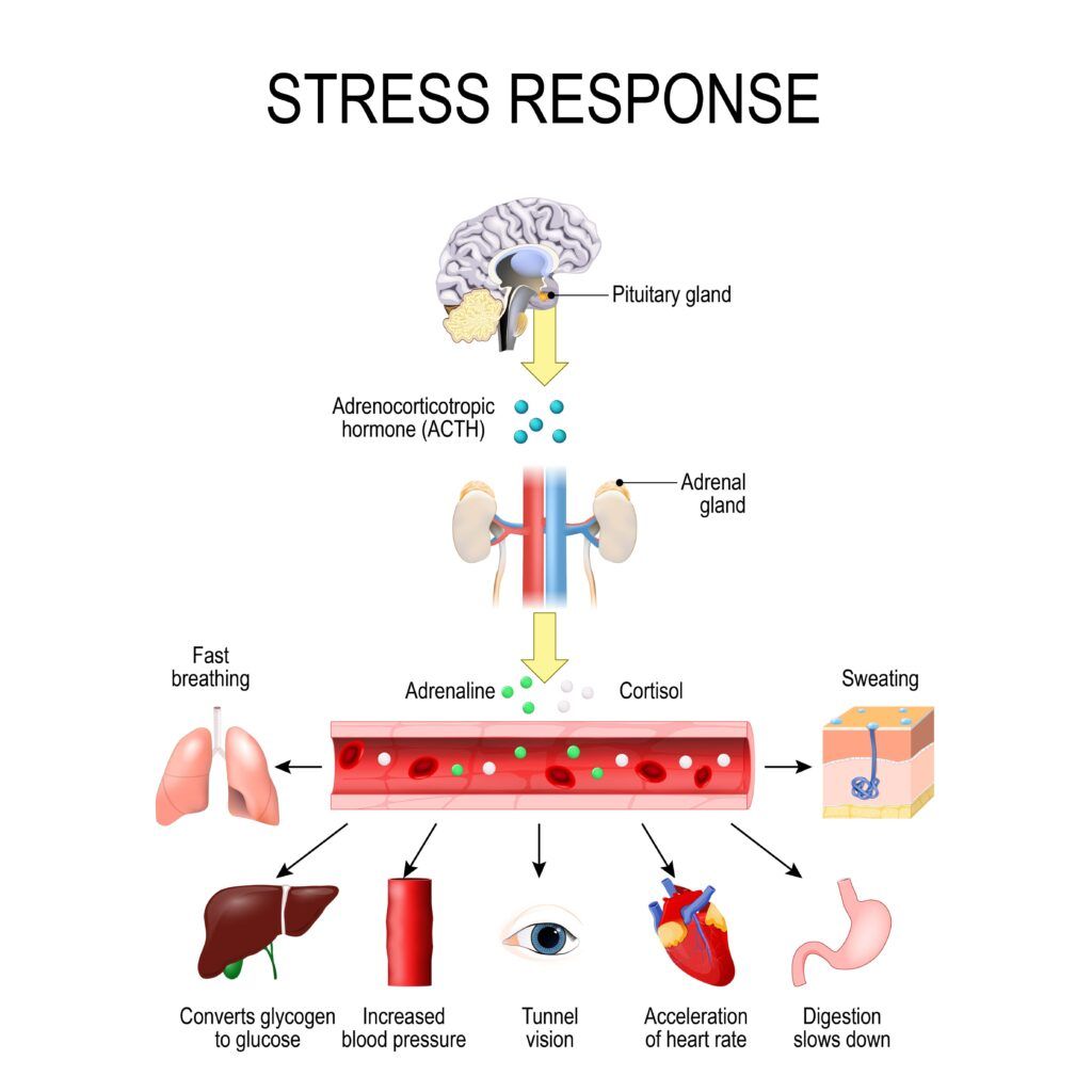 diagram of stress response in the body
