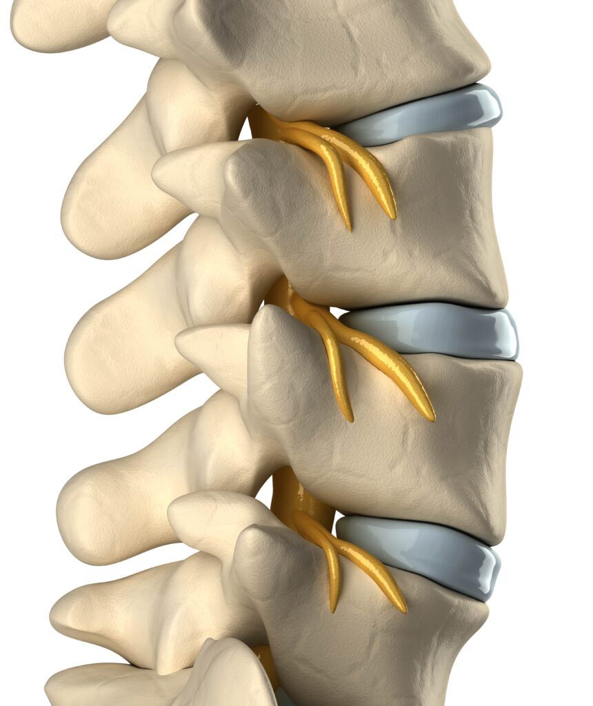 spinal cord section