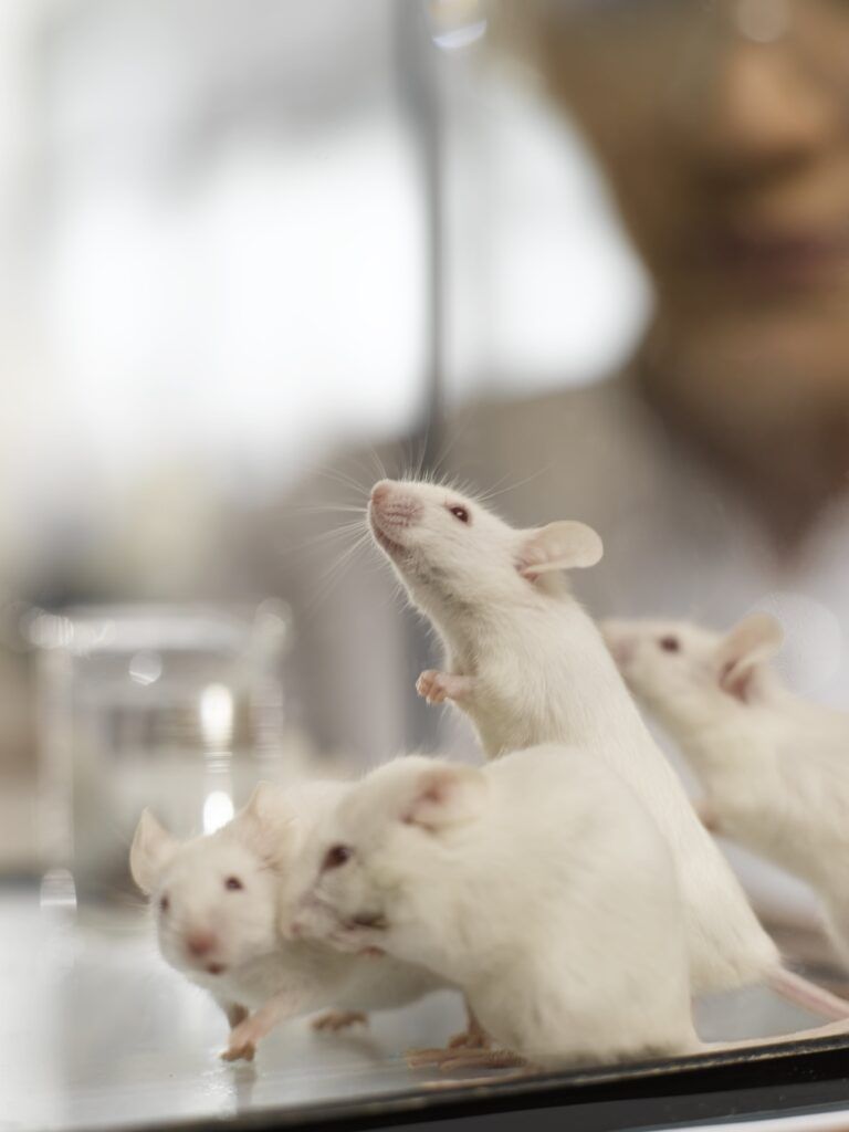 group of lab mice
