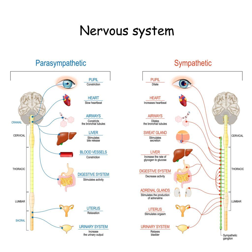 parasympathetic vs sympathetic nervous system