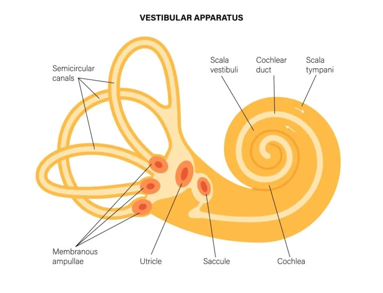 Vestibular apparatus
