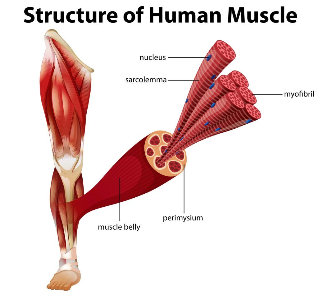 structure of human muscle