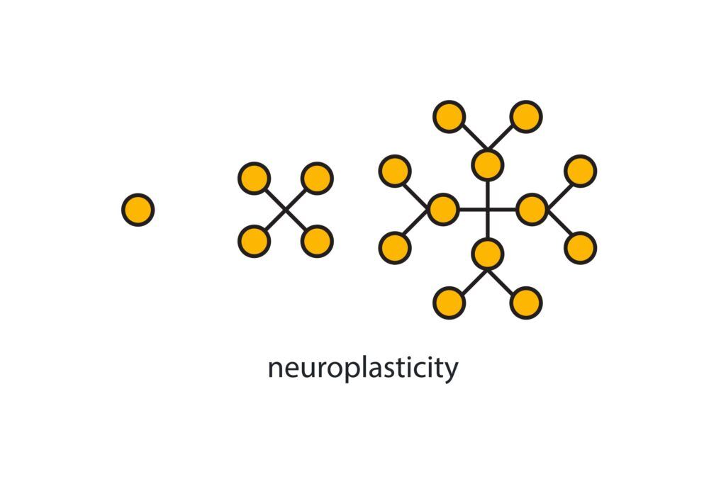 conceptual illustration on how neuroplasticity works
