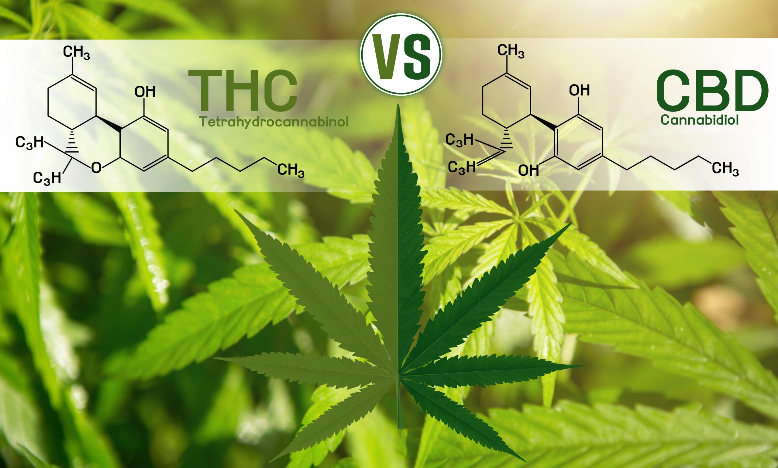 Cannabis of the formula CBD-THC