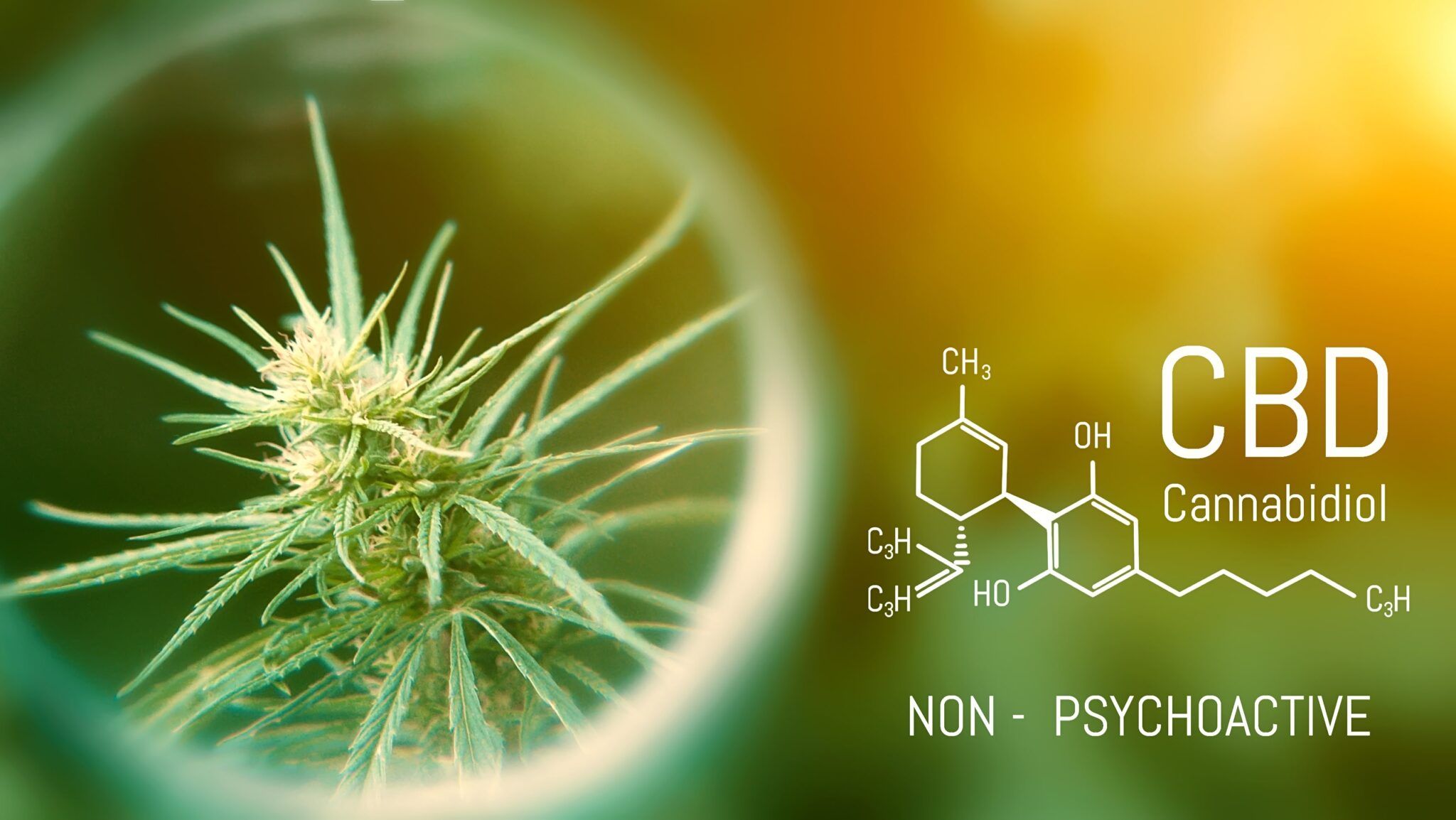 CBD Vs. THC: Understanding The Differences And Benefits - Premier ...