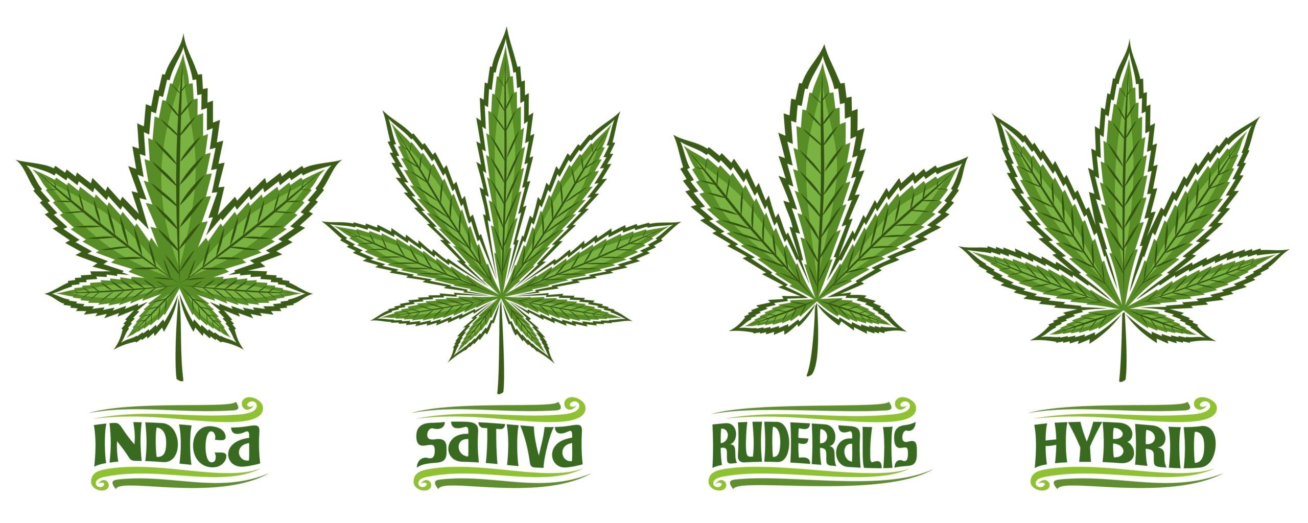4 types of cannabis leaves