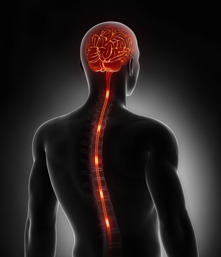 Spinal cord nerve energy impulses into brain