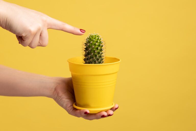 Profile side view closeup of woman hand holding cactus in pot, touching green plant with finger. Indoor studio shot isolated on yellow background.