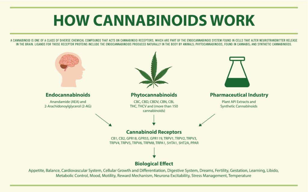 How Cannabinoids Work horizontal infographic illustration about cannabis as herbal alternative medicine and chemical therapy, healthcare and medical science vector.
